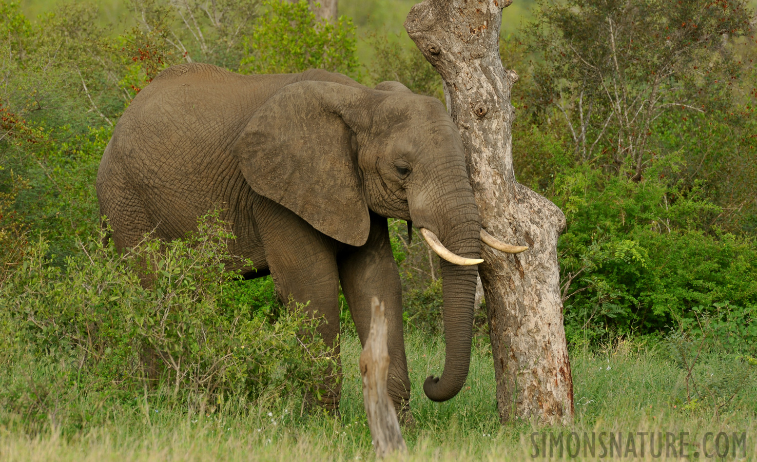 Loxodonta africana [550 mm, 1/200 sec at f / 13, ISO 800]